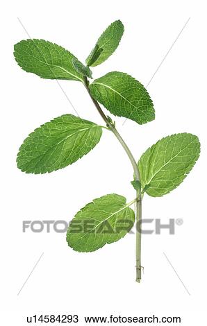 Stock Image - Kreppmyrte, Lagerstroemia. Fotosearch