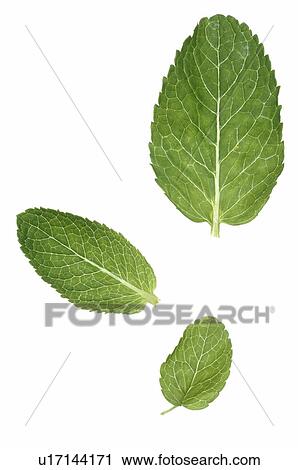 Stock Image - Kreppmyrte, Lagerstroemia. Fotosearch