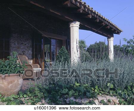 lavender in front of finca View Large Photo Image Stock Photograph - lavender in front of finca. Fotosearch