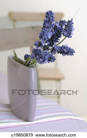 Lavender (Lavendula angustifolia) in a white vase View Large Photo Image Stock Photo - Lavender (Lavendula angustifolia) in a white vase. Fotosearch