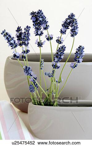 Lavender (Lavendula angustifolia) in white vases View Large Photo Image Stock Image - Lavender (Lavendula angustifolia) in white vases. Fotosearch