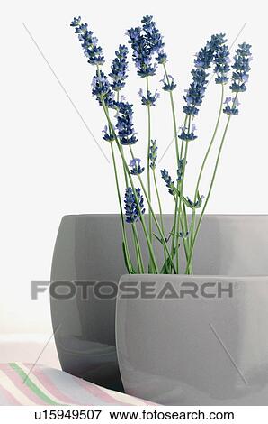Lavender (Lavendula angustifolia) in white vases View Large Photo Image Stock Photo - Lavender (Lavendula angustifolia) in white vases. Fotosearch