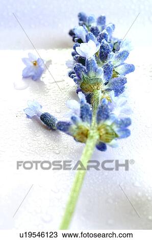 Stock Image - Lavender (Lavendula angustifolia). Fotosearch