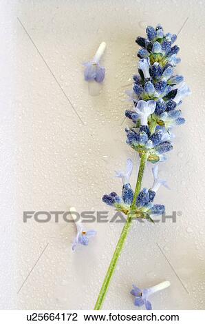 Stock Image - Lavender (Lavendula angustifolia). Fotosearch