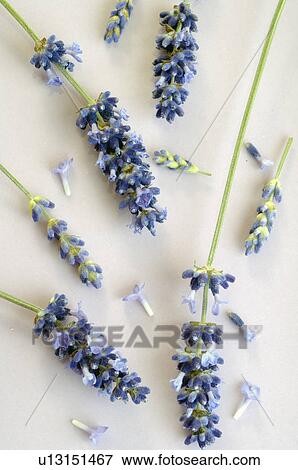 Stock Photo - Lavender (Lavendula angustifolia). Fotosearch