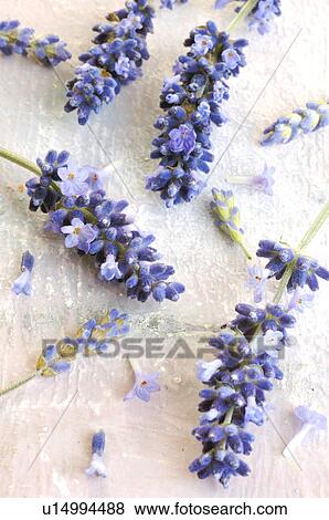 Lavender (Lavendula angustifolia) View Large Photo Image Stock Photo - Lavender (Lavendula angustifolia). Fotosearch