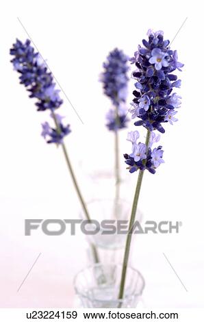 Lavender (Lavendula angustifolia) View Large Photo Image Stock Photo - Lavender (Lavendula angustifolia). Fotosearch