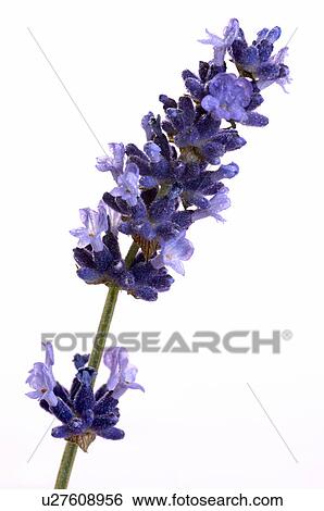 Stock Photograph - Lavender (Lavendula angustifolia). Fotosearch