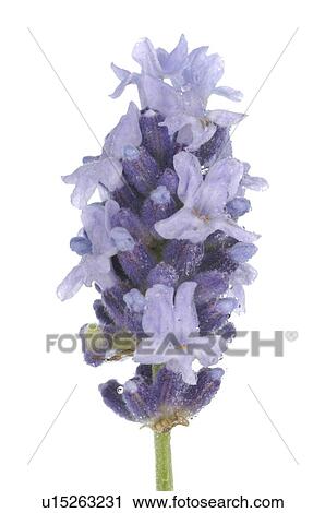 Stock Image - lavender. Fotosearch