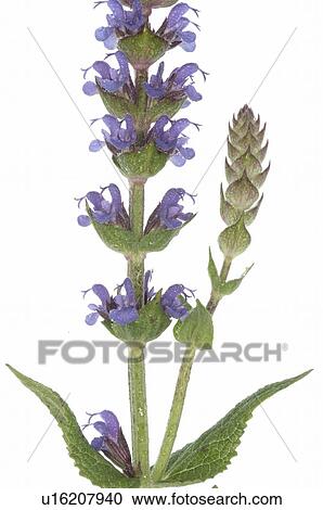 lavender View Large Photo Image Stock Image - lavender. Fotosearch