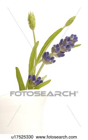 Lavender View Large Photo Image Stock Image - Lavender. Fotosearch