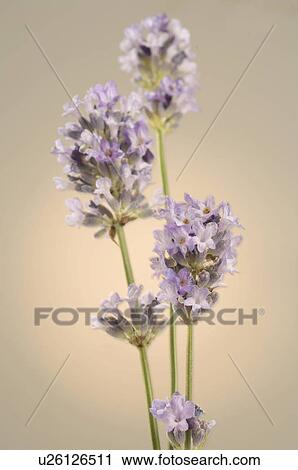 Stock Image - Lavender. Fotosearch