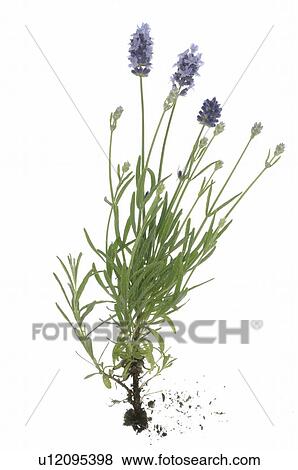 Stock Photo - lavender. Fotosearch