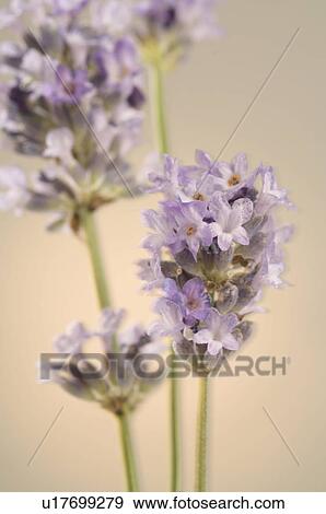 Stock Photo - Lavender. Fotosearch