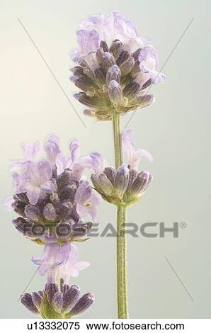 Stock Photography - Lavender. Fotosearch