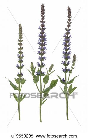 Stock Photography - lavender. Fotosearch
