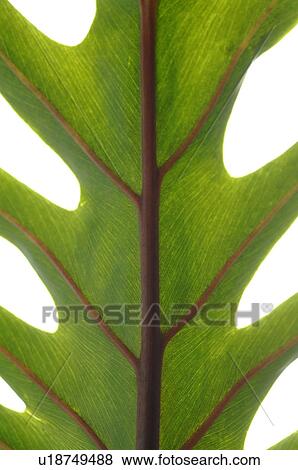 Stock Photo - leaf of a philodendron. Fotosearch