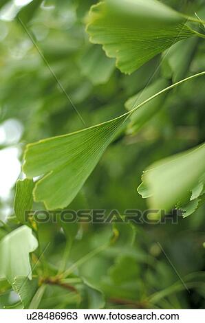 Stock Image - Leafs of Ginkgo. Fotosearch