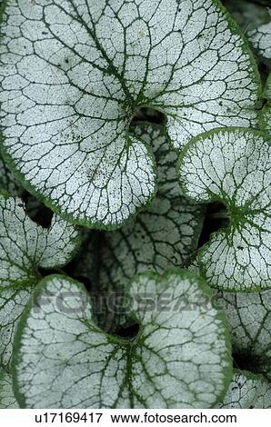 Stock Photo - Leaves of a plant. Fotosearch