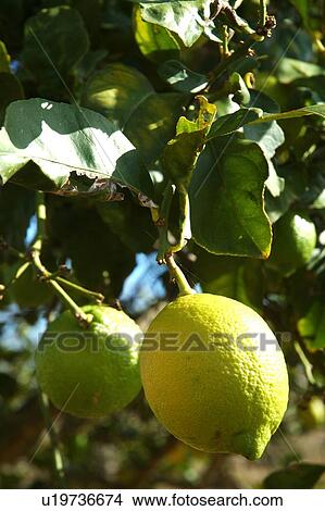 Lemon on branch View Large Photo Image Picture - Lemon on branch. Fotosearch