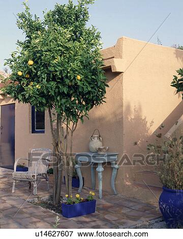 Stock Photo - lemon tree infront of house. Fotosearch