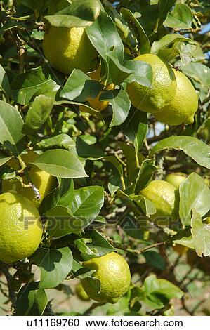 Stock Image - Lemon tree with fruits. Fotosearch