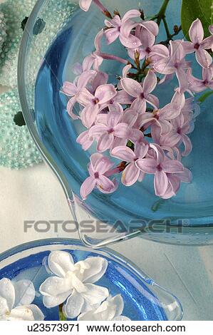 Stock Image - Lilac blossoms in water bowls. Fotosearch