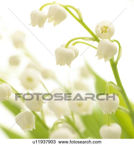 Lilies of the valley, close up View Large Photo Image Stock Image - Lilies of the valley, close up. Fotosearch