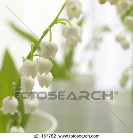 Lilies of the valley, close up View Large Photo Image Stock Image - Lilies of the valley, close up. Fotosearch