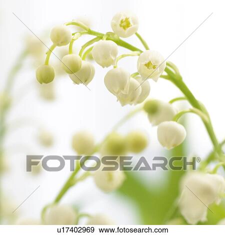 Stock Photo - Lilies of the valley, close up. Fotosearch