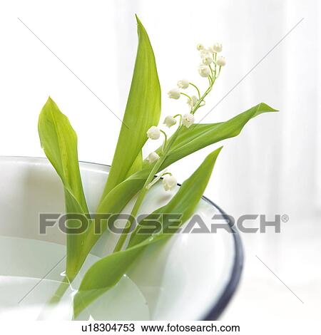 Stock Image - Lilies of the valley in a bowl. Fotosearch