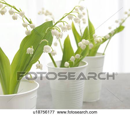 Stock Photo - Lilies of the valley in white plastic cups. Fotosearch