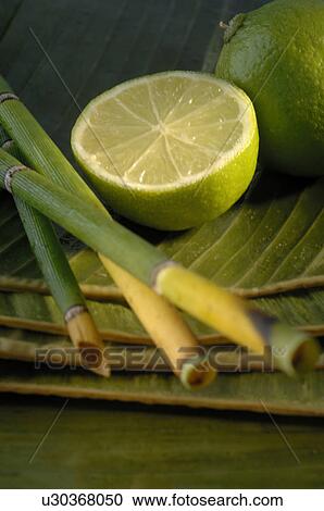 Lime and equisetum View Large Photo Image Stock Image - Lime and equisetum. Fotosearch