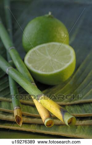 Stock Photo - Lime and equisetum. Fotosearch