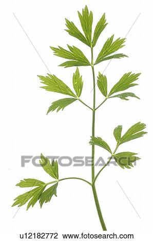 Stock Image - lovage. Fotosearch