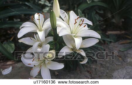 Madonna lilies View Large Photo Image Stock Photograph - Madonna lilies. Fotosearch