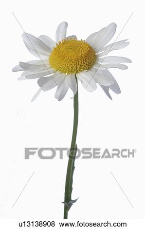 marguerite View Large Photo Image Stock Photo - marguerite. Fotosearch