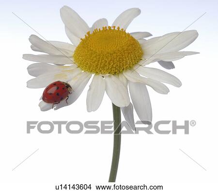 marguerite with a ladybug View Large Photo Image Picture - marguerite with a ladybug. Fotosearch