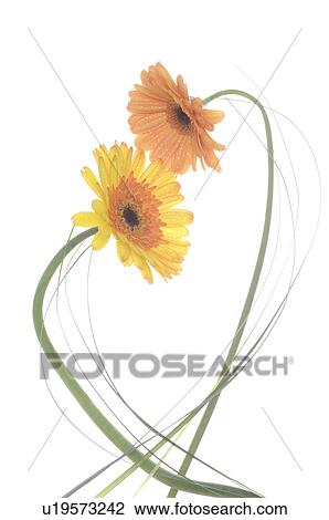 Marigold forming a heart View Large Photo Image Stock Image - Marigold forming a heart. Fotosearch