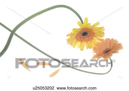 Stock Image - Marigold forming a heart. Fotosearch