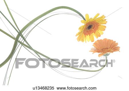Stock Photography - Marigold forming a heart. Fotosearch