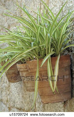 Picture - Mediterranean wall style. Fotosearch