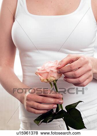 Model holding pink rose View Large Photo Image Stock Photo - Model holding pink rose. Fotosearch