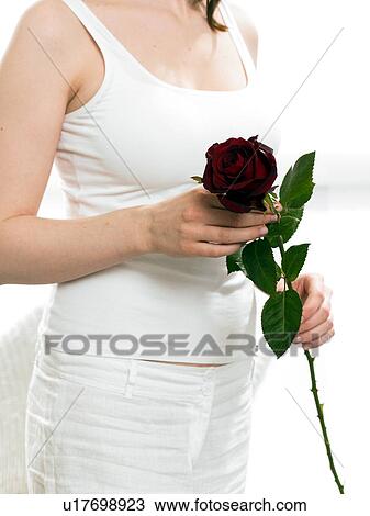 Model holding red rose View Large Photo Image Stock Image - Model holding red rose. Fotosearch
