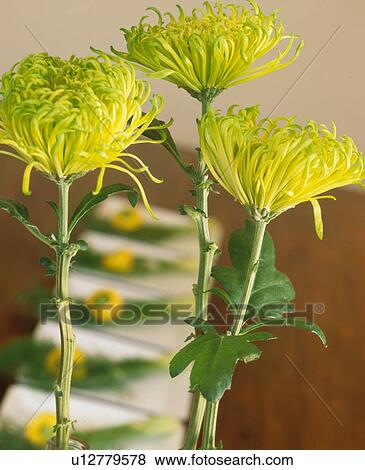 Stock Photo - Mums. Fotosearch