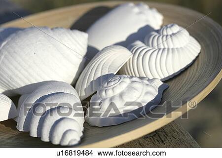 Picture - Muschelschale. Fotosearch