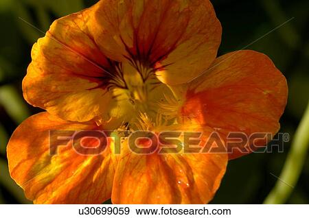 nasturtium View Large Photo Image Stock Photo - nasturtium. Fotosearch