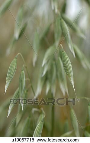oats View Large Photo Image Stock Photo - oats. Fotosearch