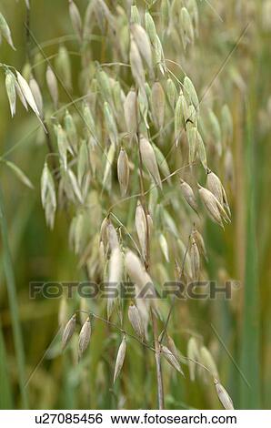 oats View Large Photo Image Stock Photograph - oats. Fotosearch