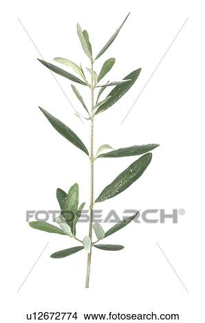 olive View Large Photo Image Picture - olive. Fotosearch